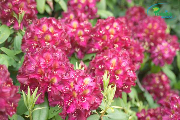 Rhododendron Frank Galsworthy